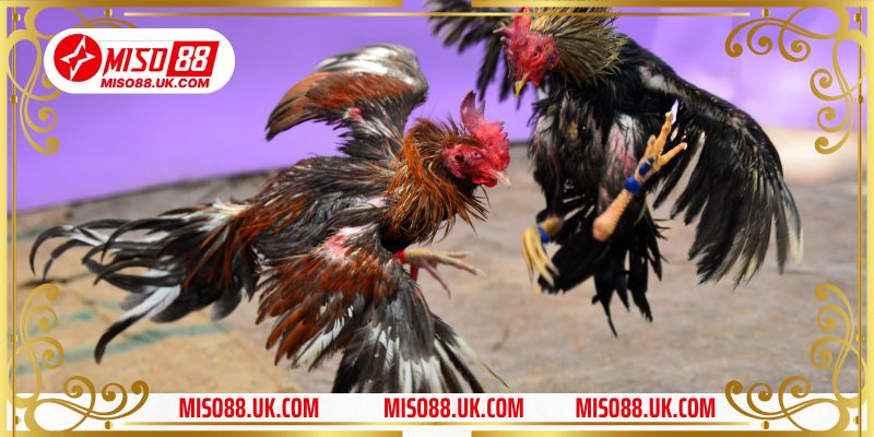 Các Thuật Ngữ Đá Gà