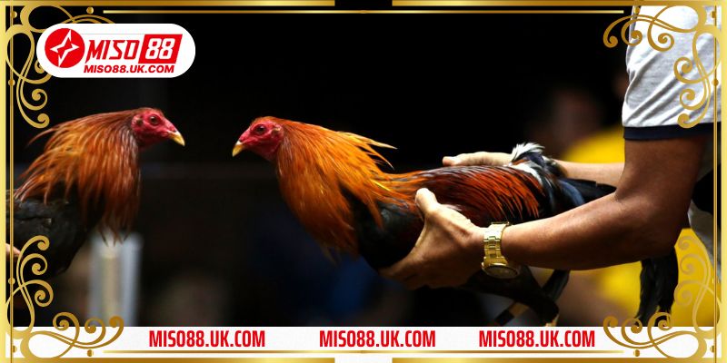 Khái quát về chơi đá gà tại Miso88