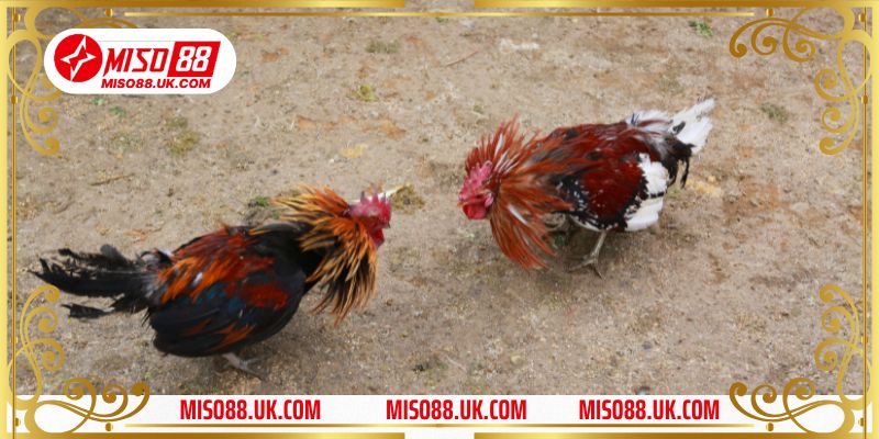 Hệ thống cá cược gà đá tại Miso88 khá đa dạng