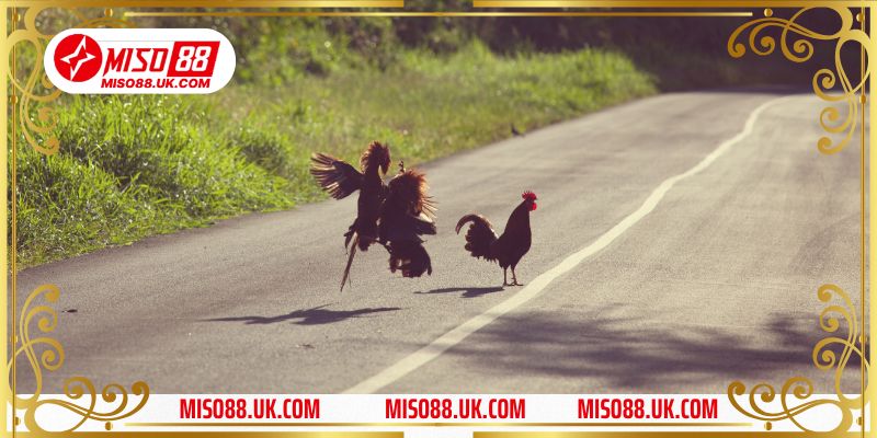 Đăng nhập Miso88 và chọn mục Đá gà