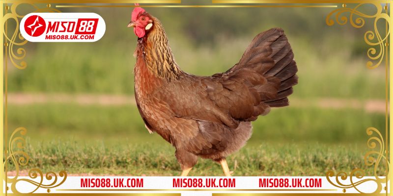 Chơi Đá Gà Tại Miso88