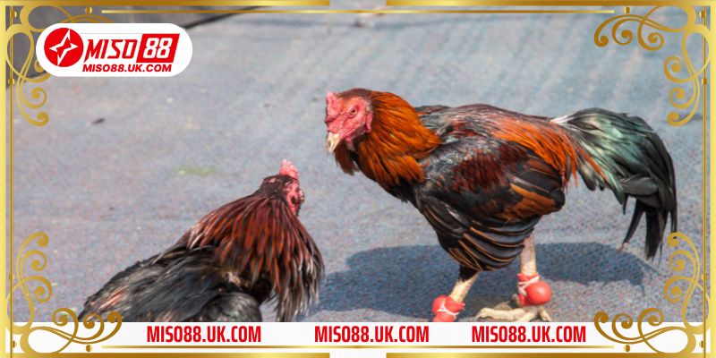 Giới thiệu khái quát về đá gà Campuchia