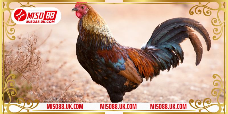 Những quy tắc cơ bản trong gà đá kiểu Campuchia