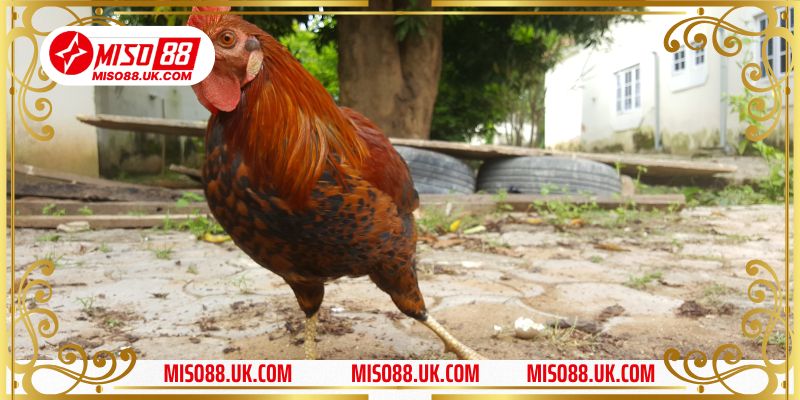 Những cửa cược chủ yếu trong gà đá Campuchia