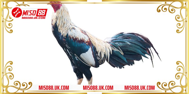 Đá gà cựa dao là gì?