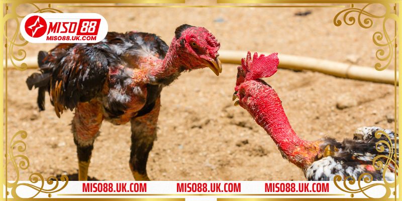 Nguyên tắc diễn ra một ván đá gà cựa dao