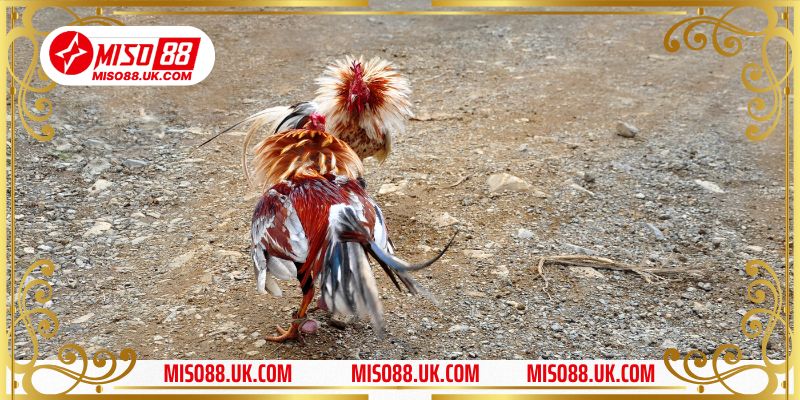 Gà Bị Trúng Gió