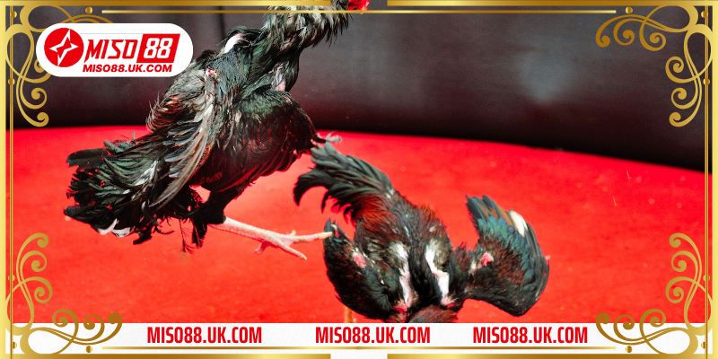 Gà Đá Đòn Độc