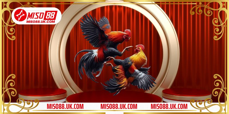 Luật Đá Gà Miền Bắc