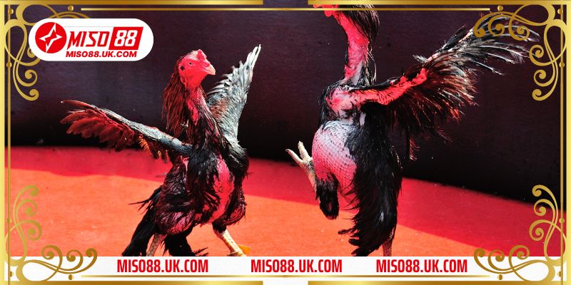 Màu Mạng Đá Gà