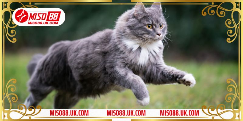 Quan niệm phong thuỷ về ‘’Tiểu Hổ’’