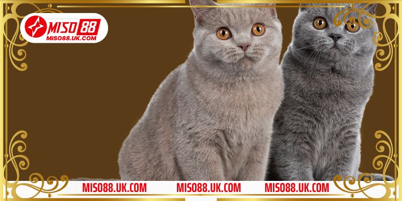 Nằm mộng gặp 2 con mèo lông đen