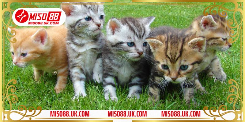 Mơ thấy 2 con mèo đánh con gì khi chúng đi hoang?